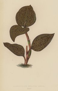 Anoectochilus Setaceus, Aurea - English School